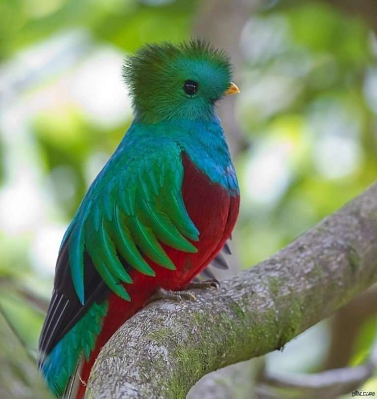 Pássaro colorido quebra-cabeças online