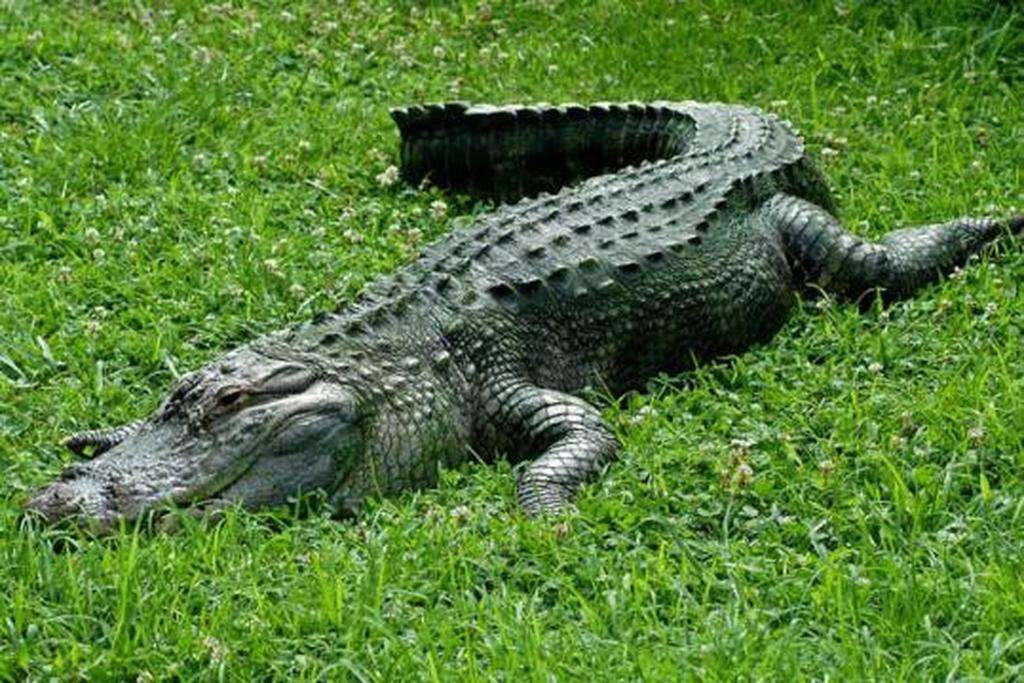 Alligator Online-Puzzle