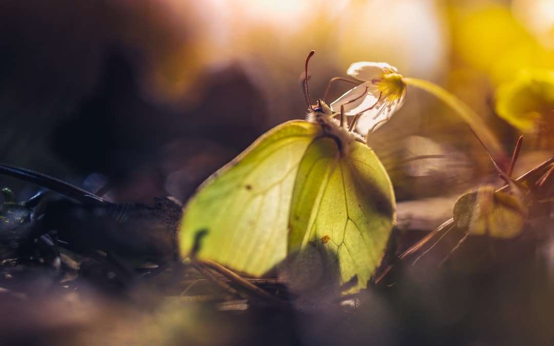 Gul fjäril uppflugen på brunt blad Pussel online