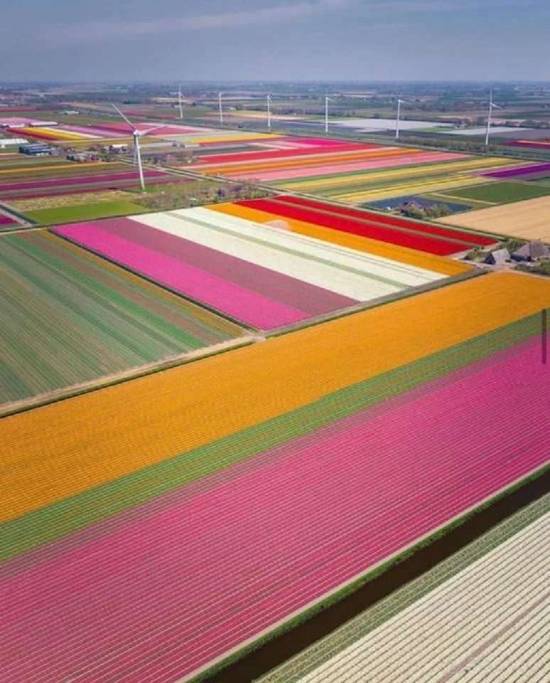 Tulpenfelder in den Niederlanden. Online-Puzzle
