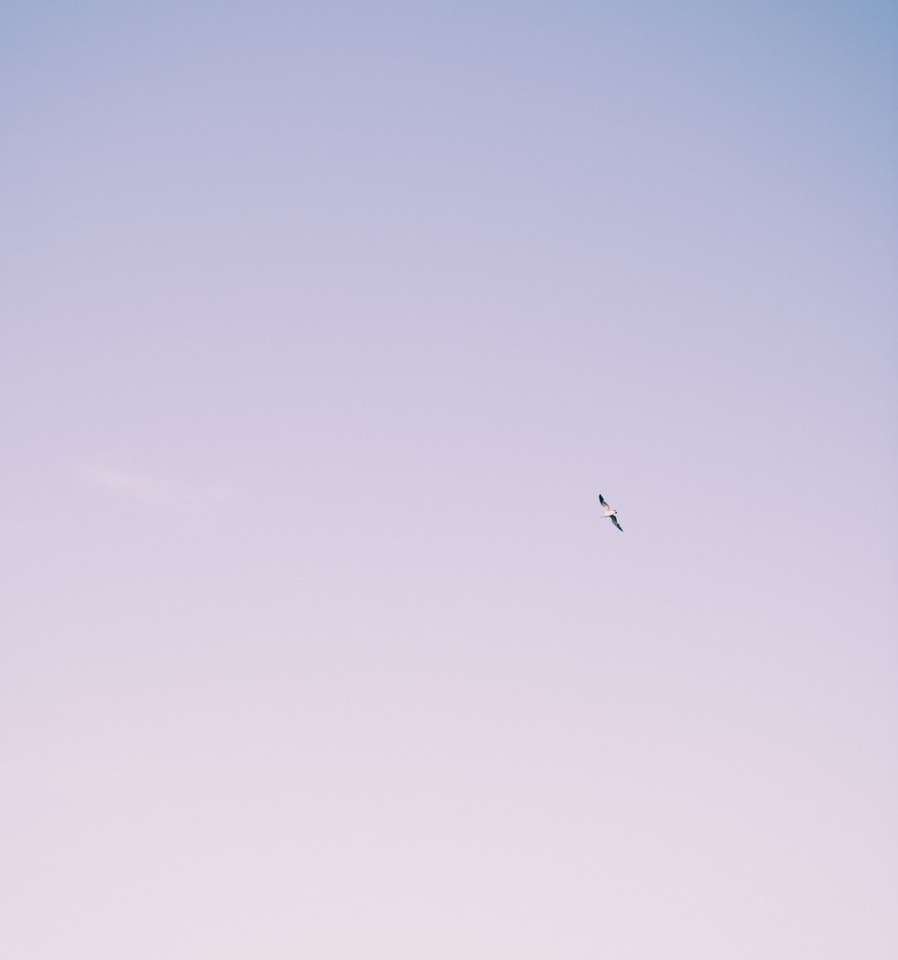 птица, летящ под синьо небе през деня онлайн пъзел