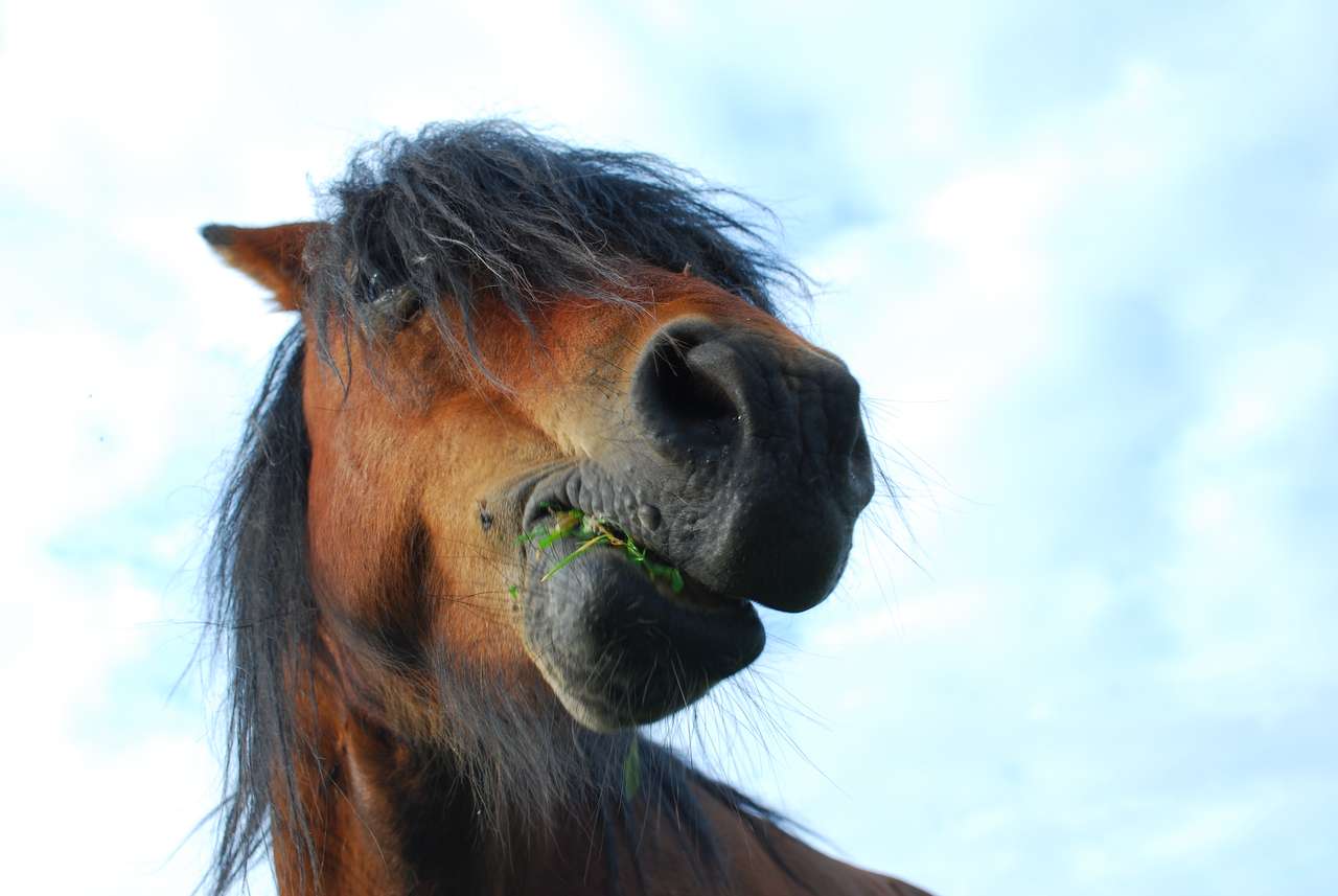Портрет лошади :) онлайн-пазл