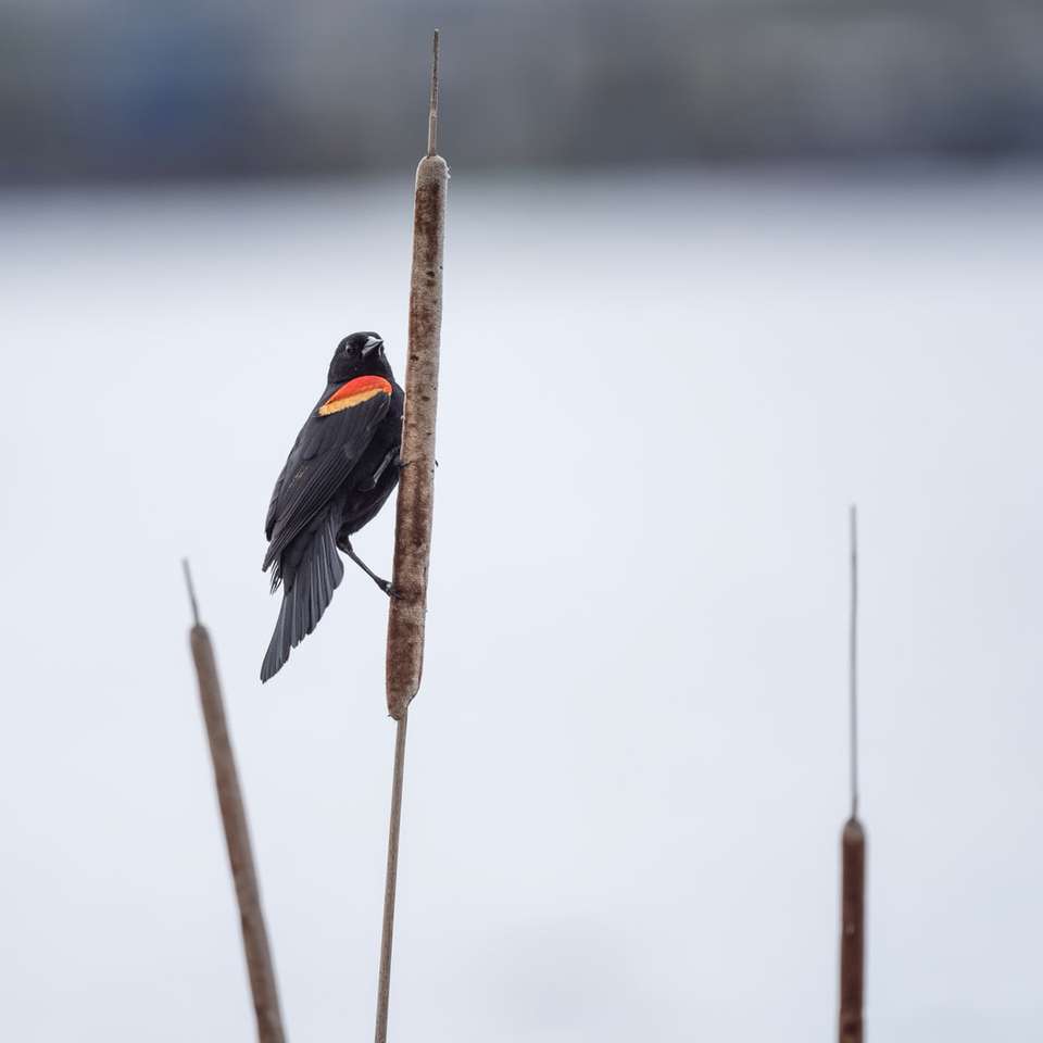 Schwarzer und orangefarbener Vogel auf braunem Stock Online-Puzzle