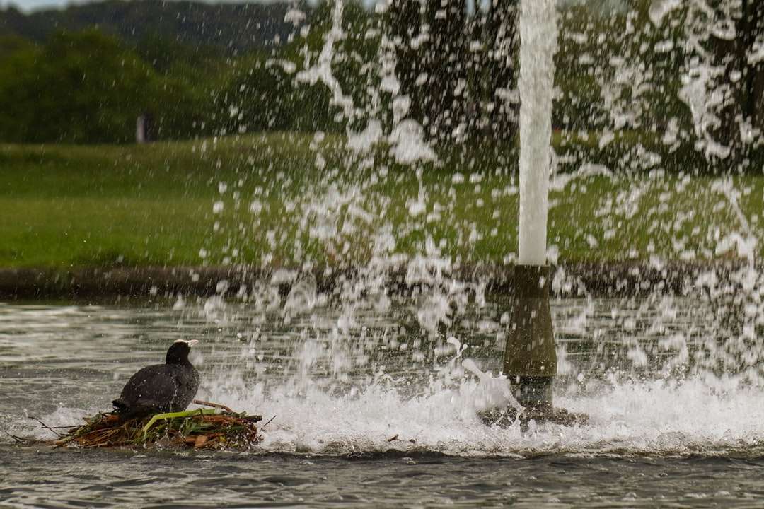 schwarze Ente auf dem Wasser während des Tages Online-Puzzle