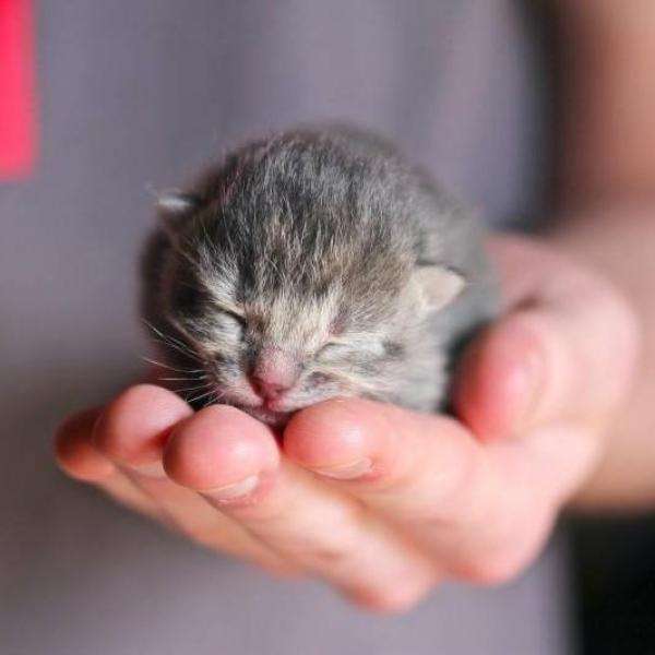 крихітне кошеня пазл онлайн