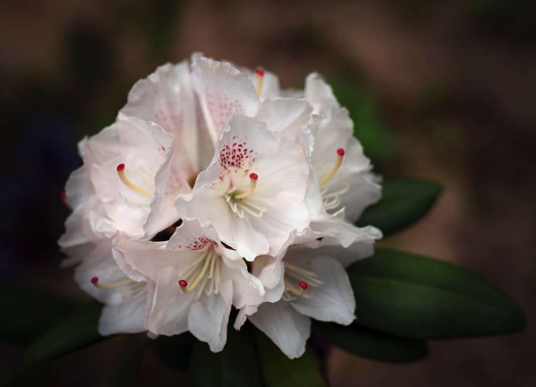 Bílý květ v makro snímku skládačky online