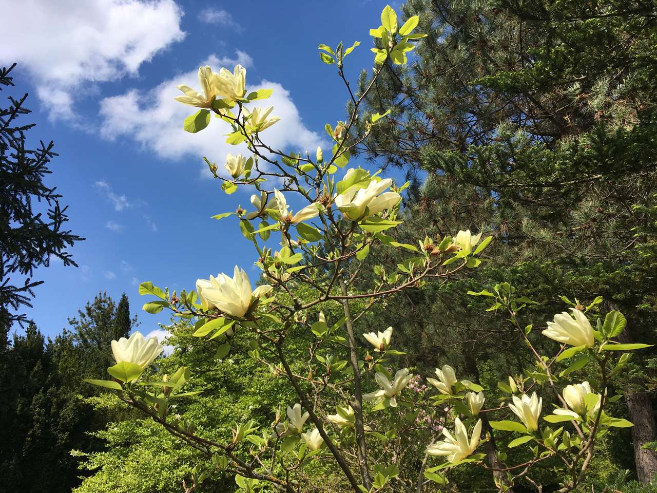 Citroen magnolia legpuzzel online