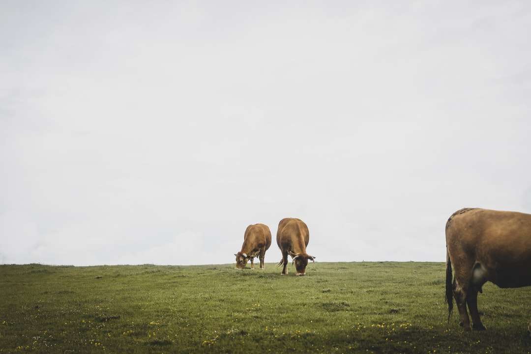 Vaca marrom no campo de grama verde durante o dia quebra-cabeças online