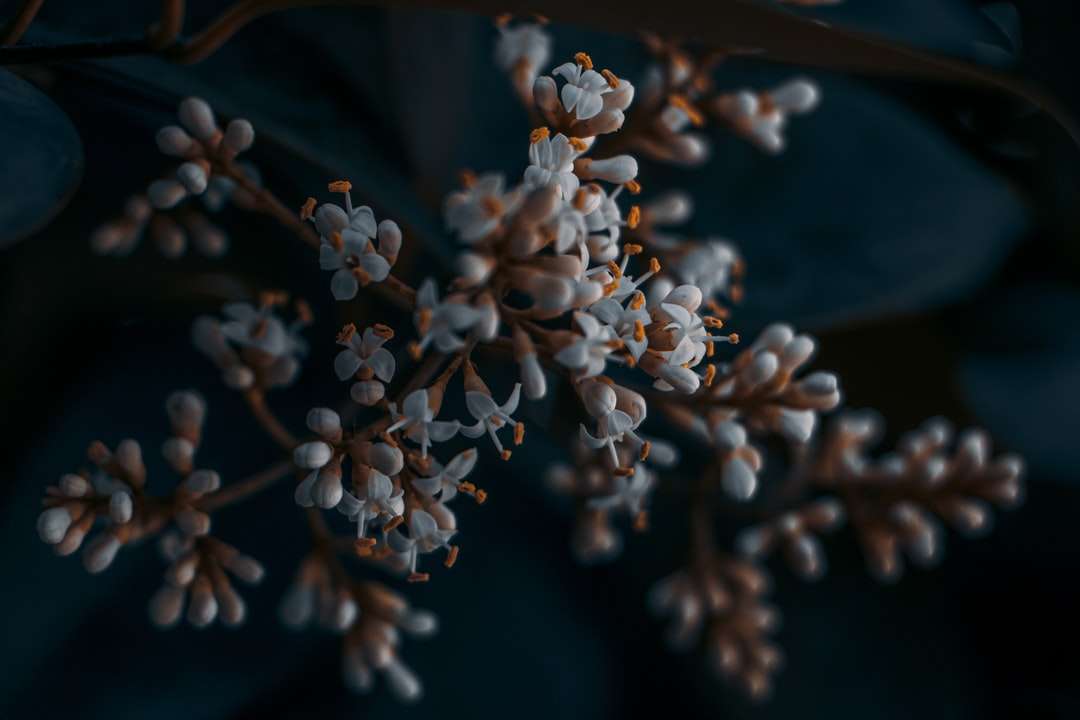 Flori albe în lentilă de schimb de înclinare puzzle online