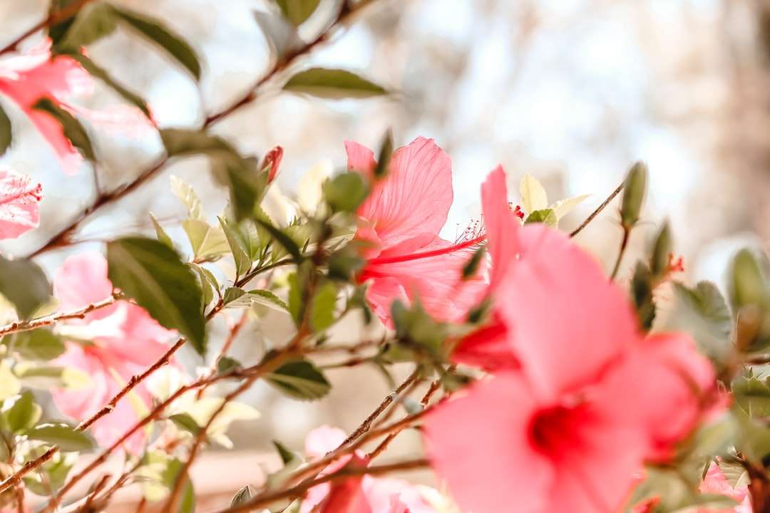 Rózsaszín virág a Tilt Shift objektívben online puzzle