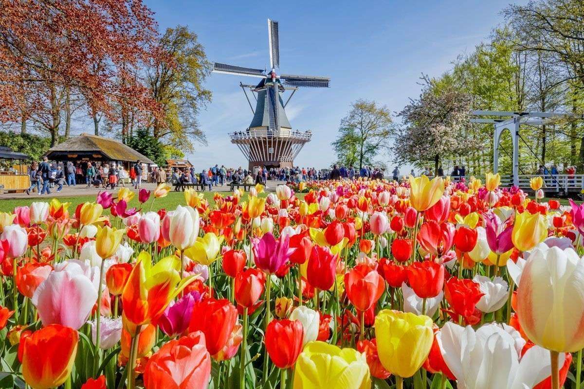Амстердам - ​​фестиваль тюльпанов онлайн-пазл