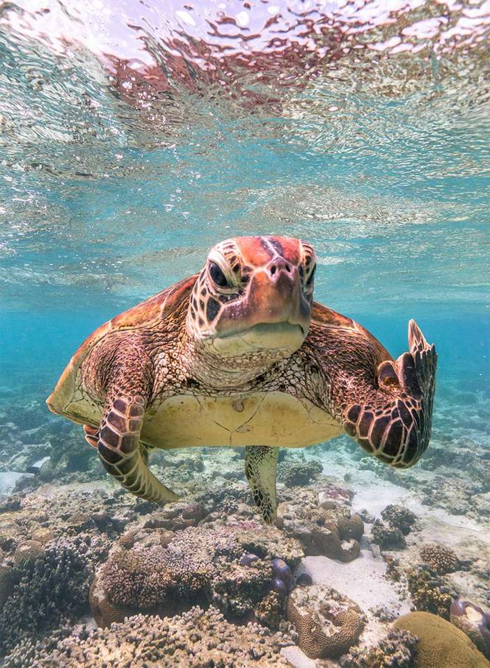Broască țestoasă în ocean jigsaw puzzle online