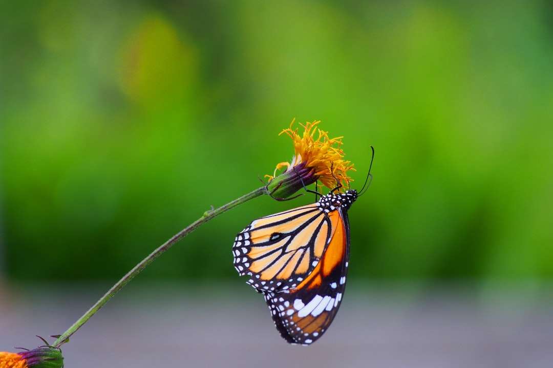 Mariposa monarca posada en flor amarilla rompecabezas en línea