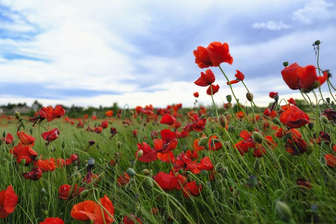 червоні квіти на зеленій траві поля під блакитним небом онлайн пазл