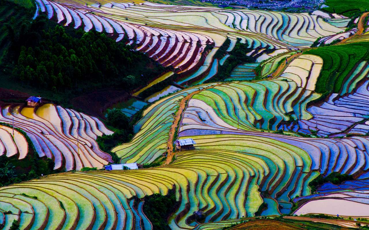 Рисовое поле в Му Канг Чай онлайн-пазл