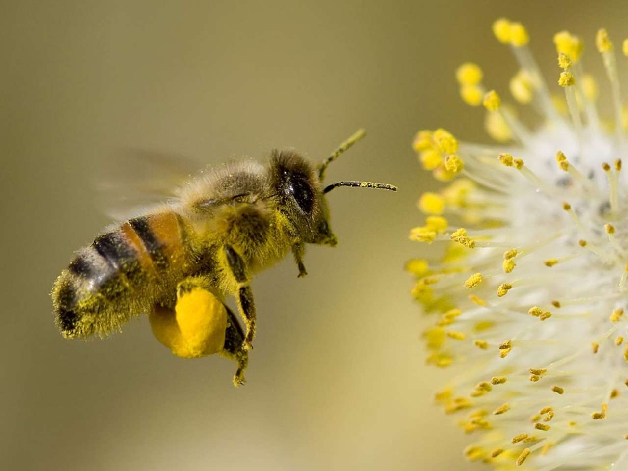 Letící včela online puzzle