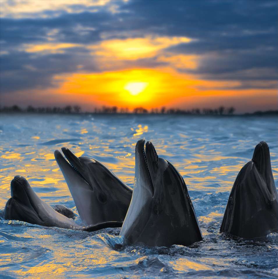 Дельфіни на заході сонця пазл онлайн