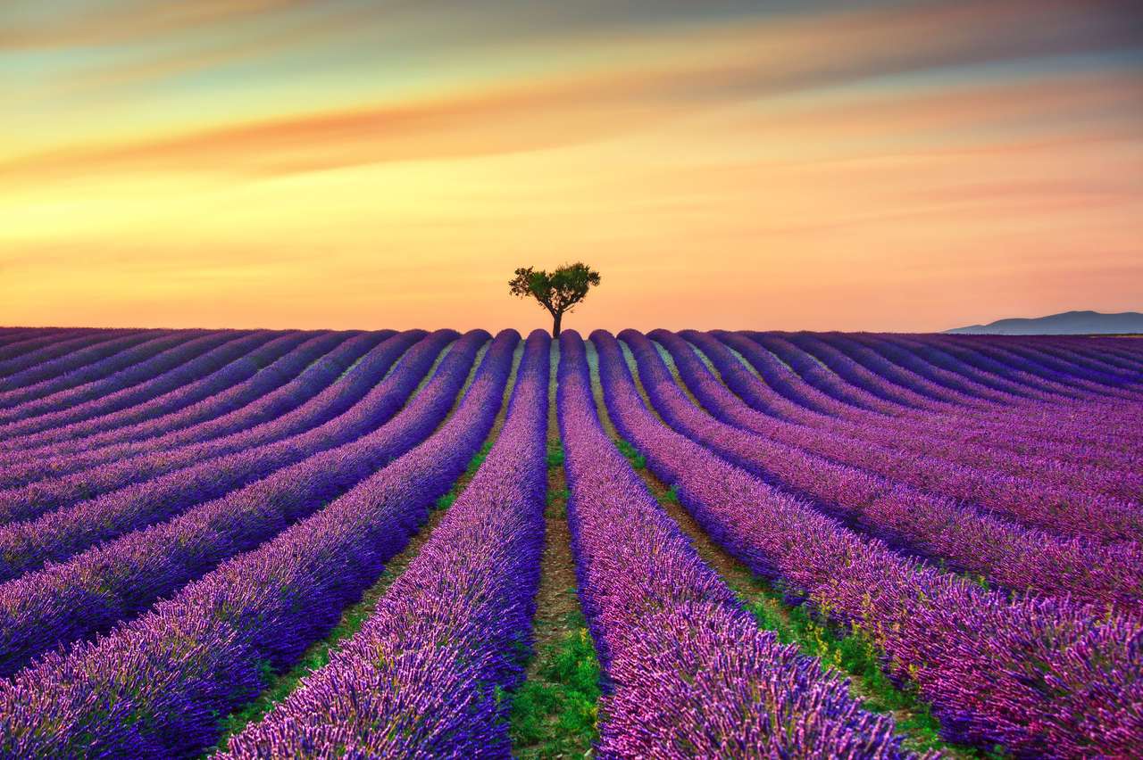 Bloeiende lavendelbloemen online puzzel