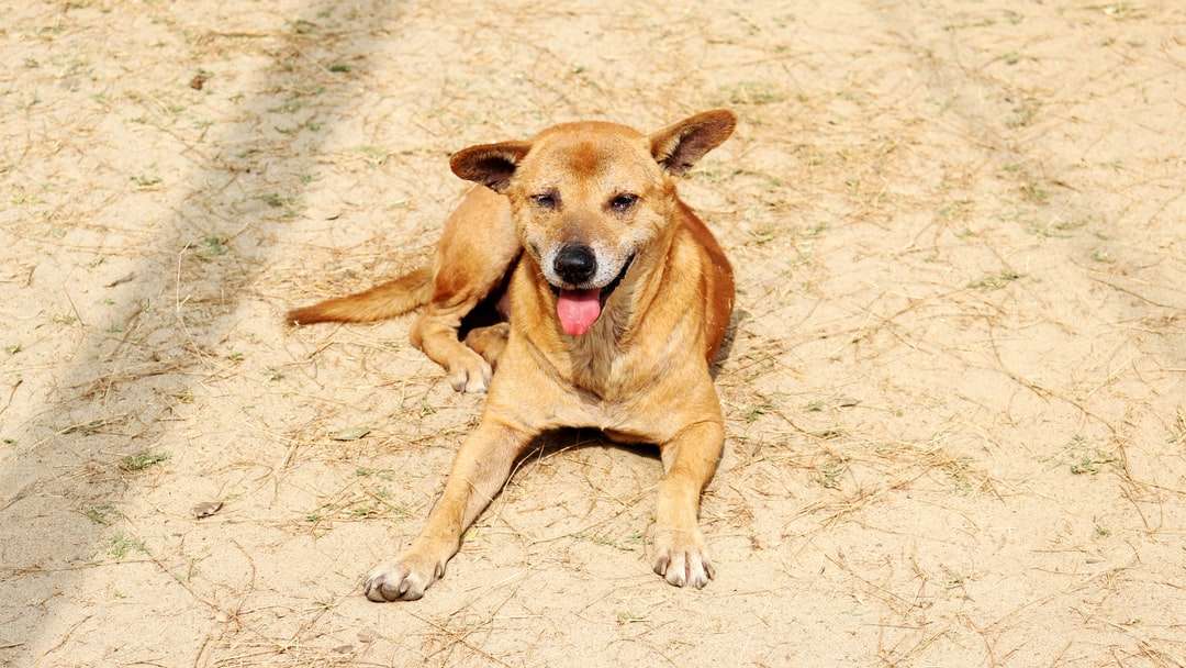 Bruine korte gecoate hond die op de grond ligt legpuzzel online