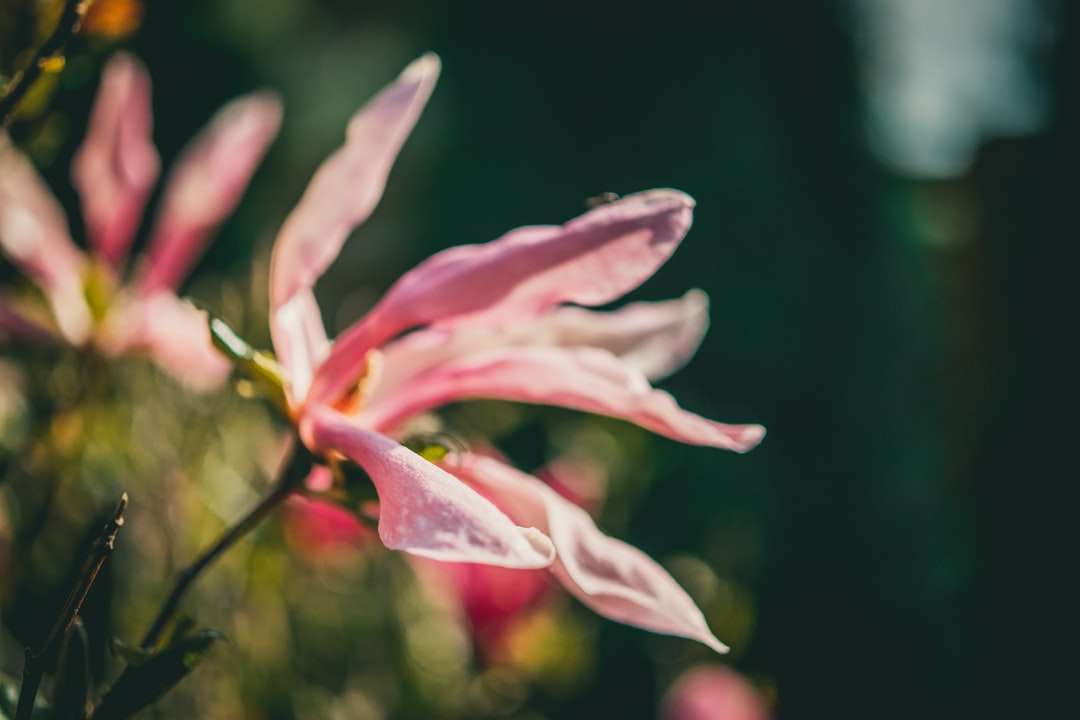 rózsaszín és fehér virág tilt shift lencsében kirakós online