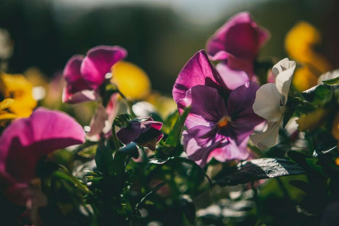 Rosa och gula mothkidéer i blom under dagtid Pussel online