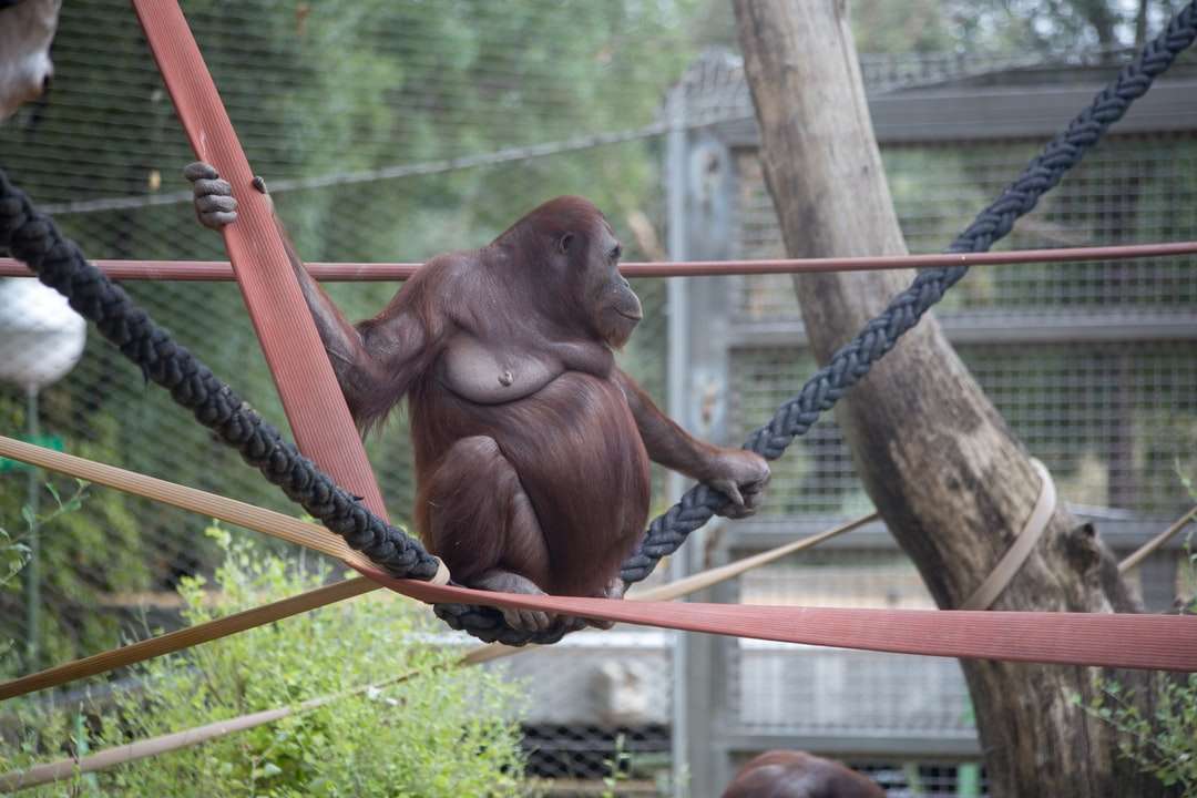 昼間の茶色のロープに茶色の猿 ジグソーパズルオンライン