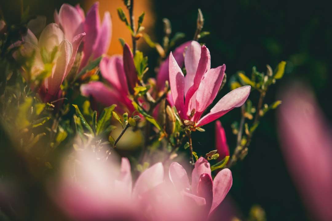 floare roz în lentilă de schimb de înclinare puzzle online