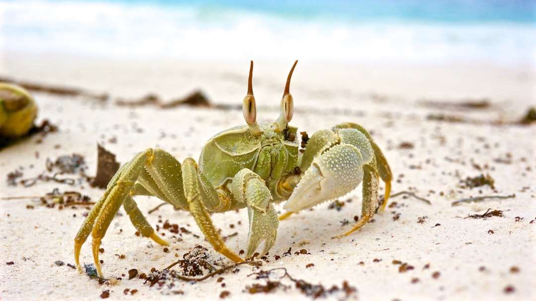 grå krabba på vit sand under dagtid pussel på nätet