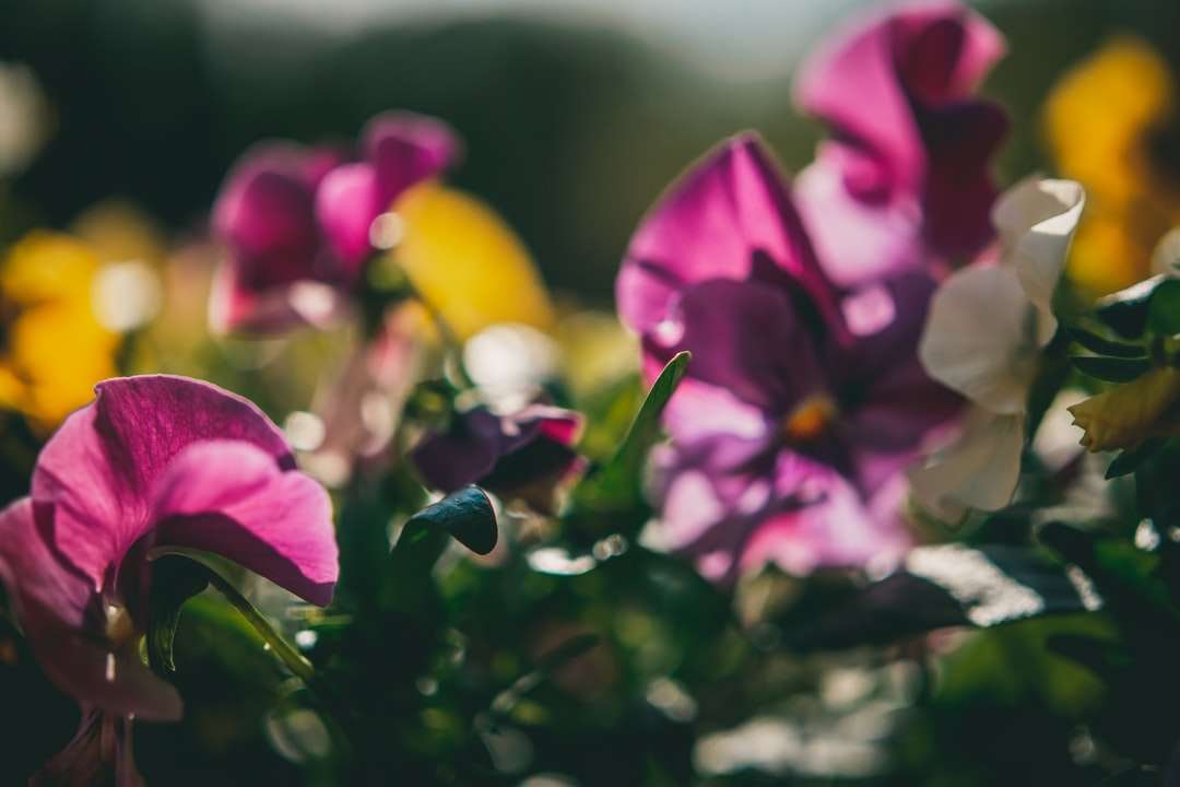 Лилави и бели орхидеи в цъфтеж през деня онлайн пъзел