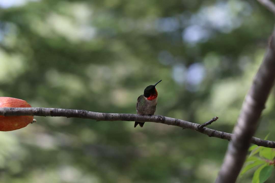 Uccello rosso e nero sul ramo di albero marrone durante il giorno puzzle online
