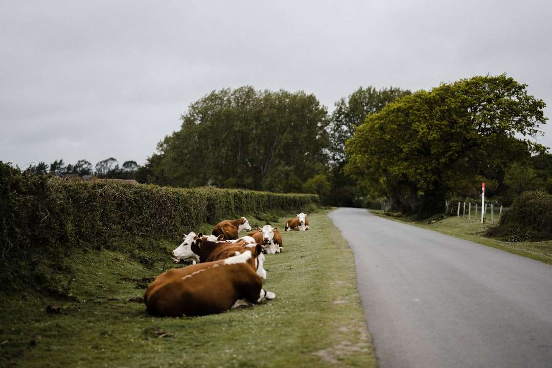 Vaca marrón y blanca en el campo de hierba verde durante el día rompecabezas en línea