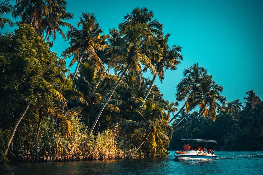 Witte en blauwe boot op lichaam van water dichtbij palmbomen legpuzzel online
