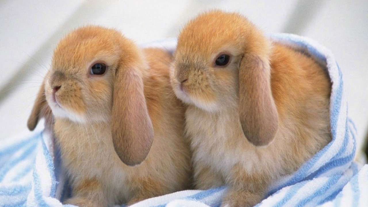 Rabbits. online puzzle