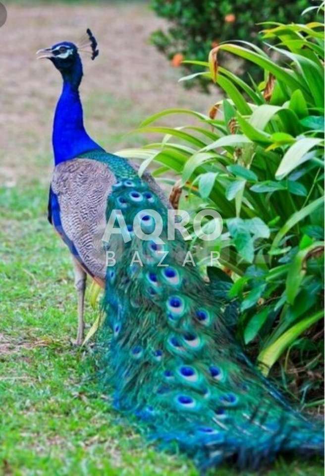 Blue Peacock. skládačky online