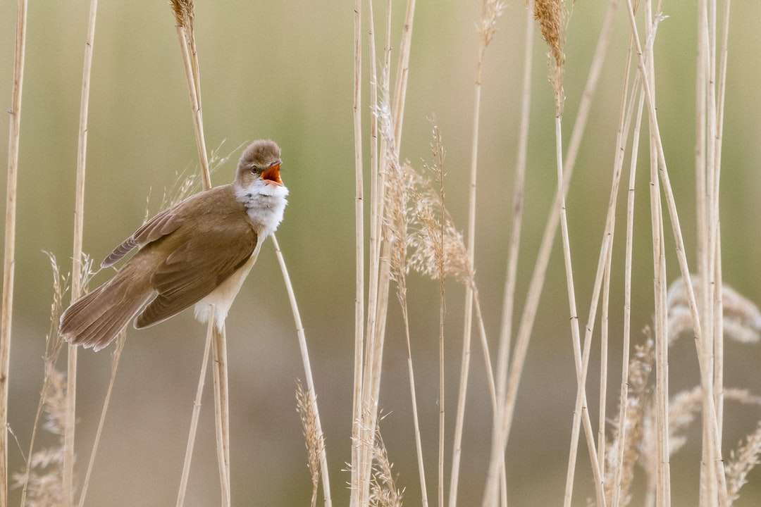 Fehér és barna madár barna növényen kirakós online