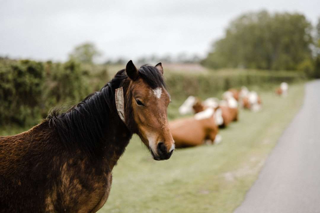 hnědý kůň na zelené trávě pole během dne online puzzle