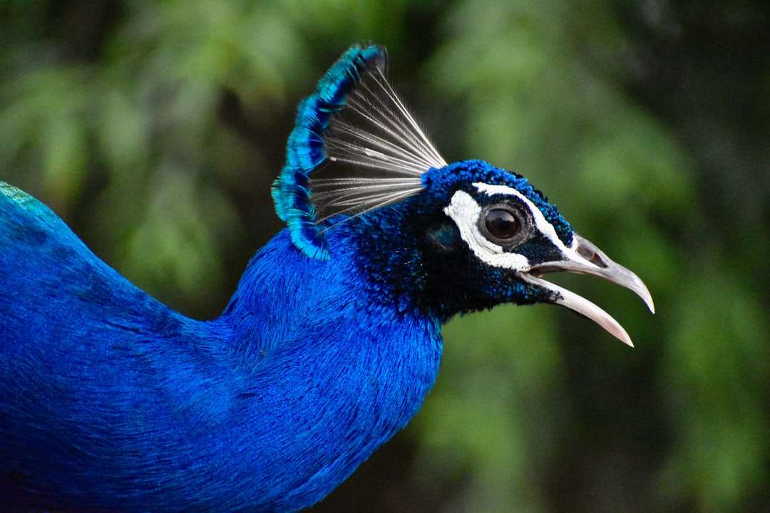 Blå påfågel i närbild pussel på nätet