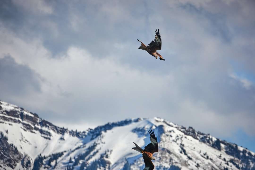 Uccello nero che sorvola la montagna innevata durante il giorno puzzle online