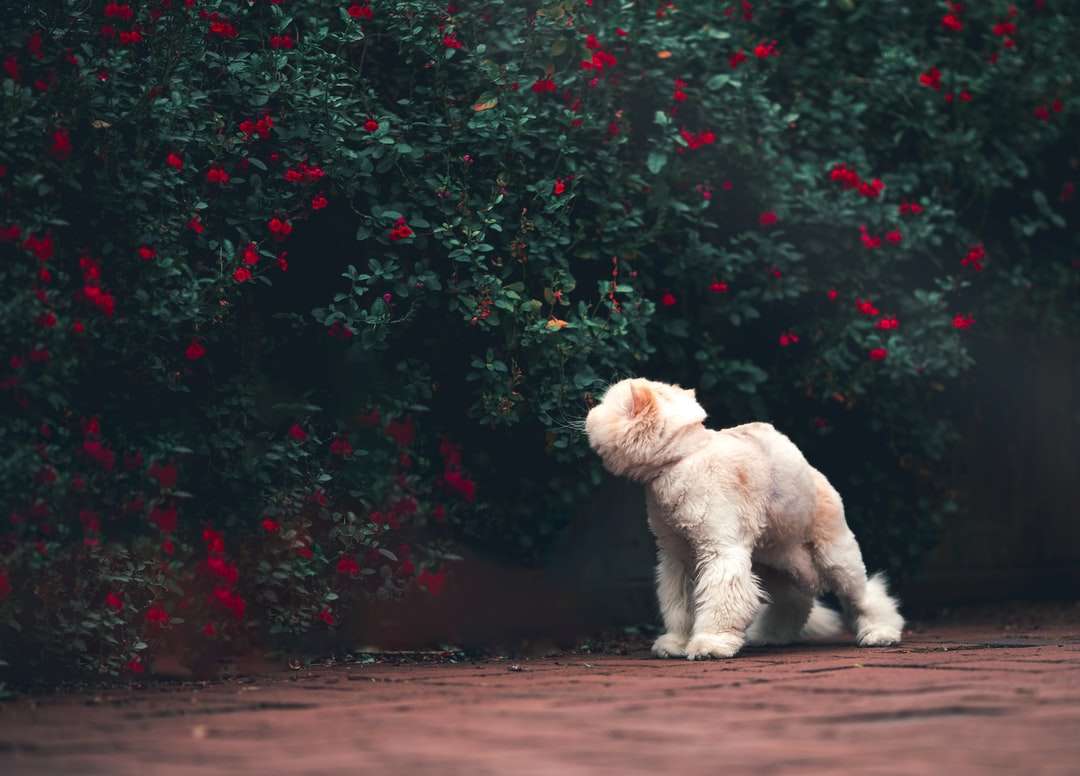 Filhote de cachorro de poodle branco na estrada de terra marrom quebra-cabeças online