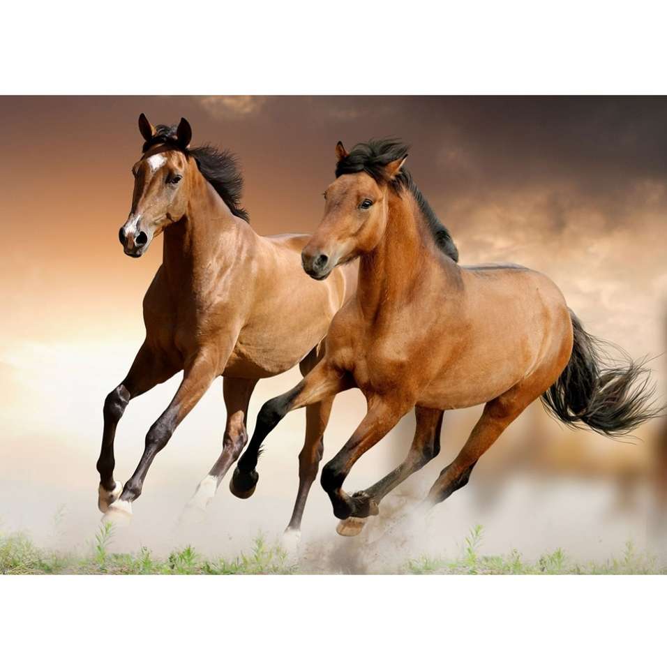 Cavalos selvagens puzzle online