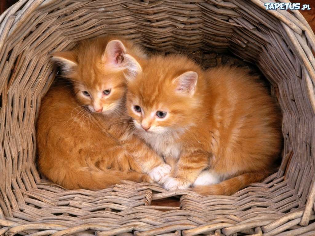 Красивые рыжие кошки пазл онлайн