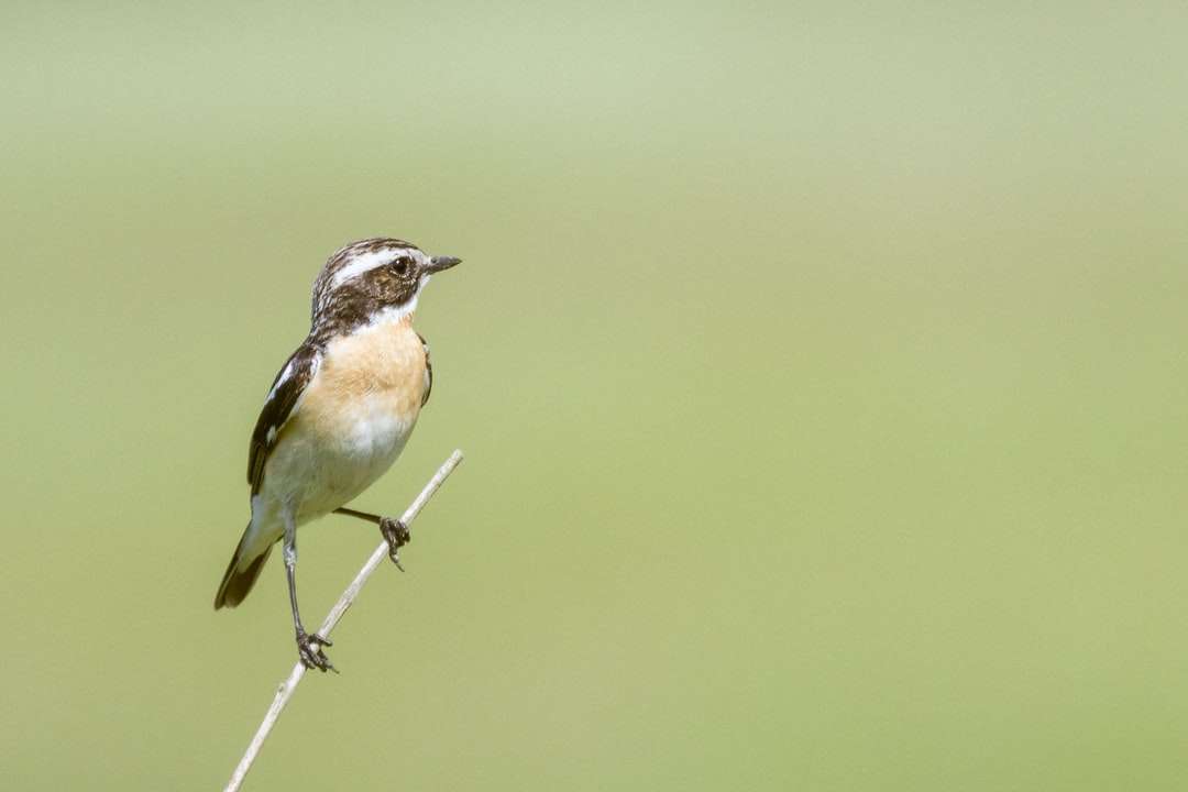 Καφέ και λευκό πουλί σε πράσινο στέλεχος παζλ online