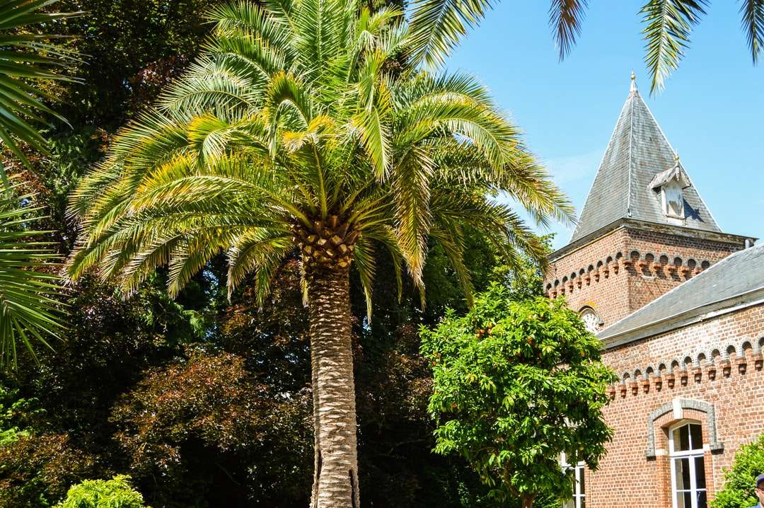 Groene palmboom dichtbij bruin betongebouw overdag legpuzzel online
