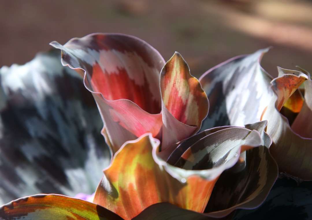 Roze en witte bloem in tilt shift-lens online puzzel