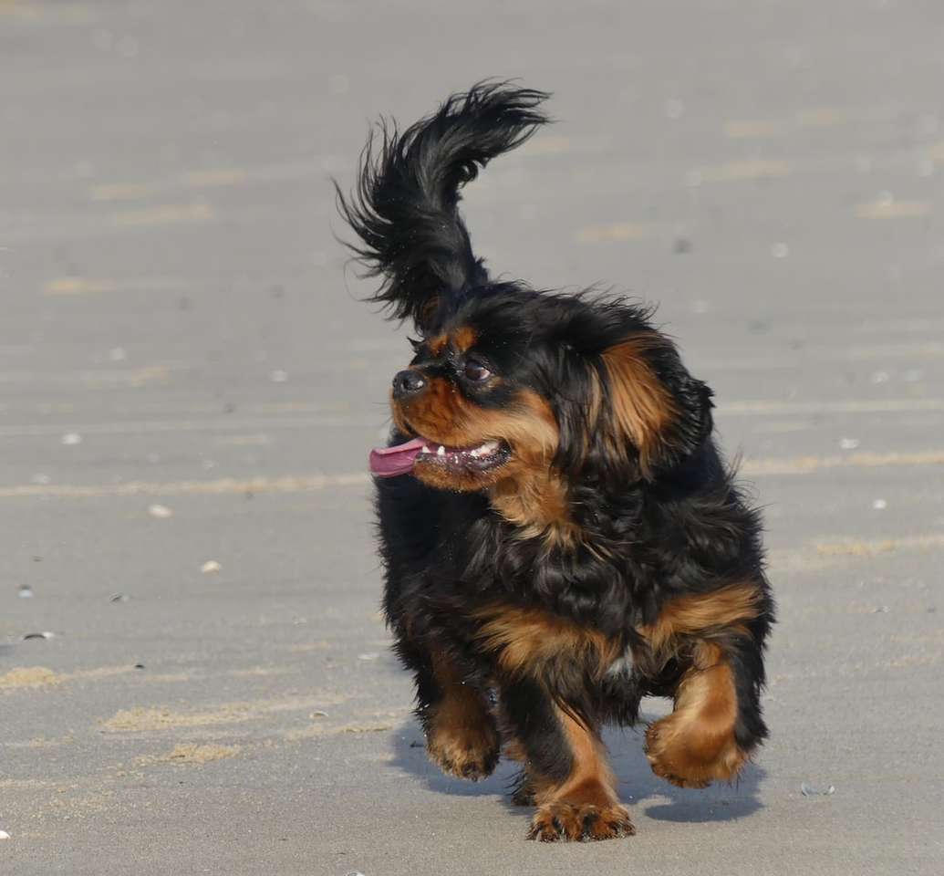 Μαύρο και καφέ μακρύ επικαλυμμένο μικρό σκυλί παζλ online