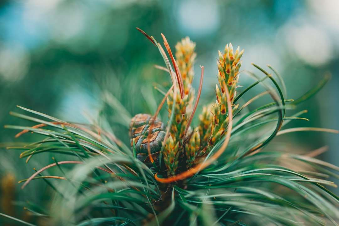Planta verde e marrom em close-up fotografia puzzle online