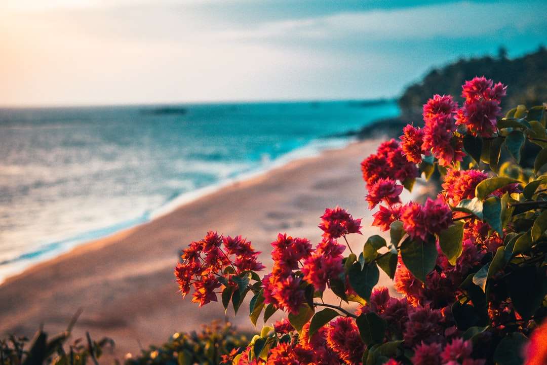 Rode bloemen op strandkust overdag legpuzzel online