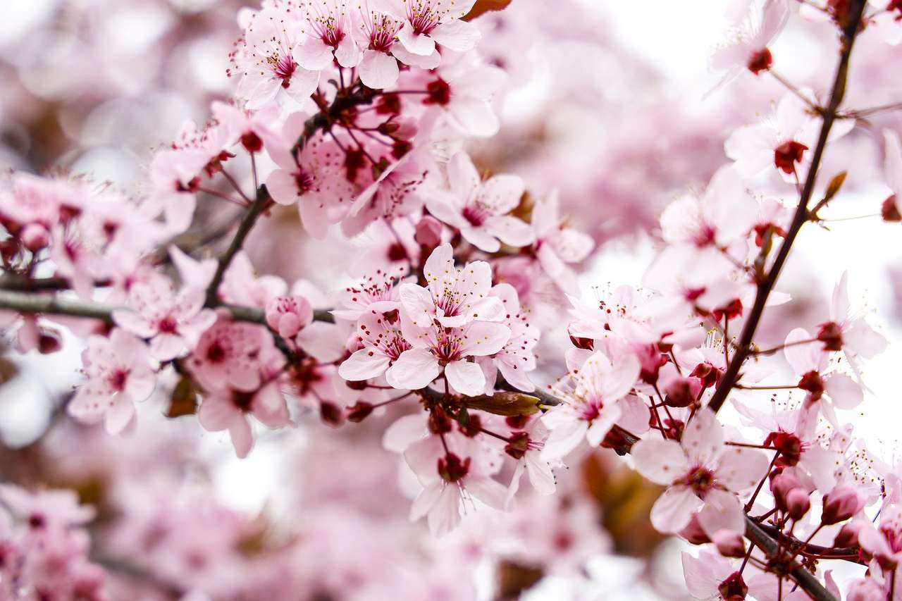 Flores de cerezo rompecabezas en línea