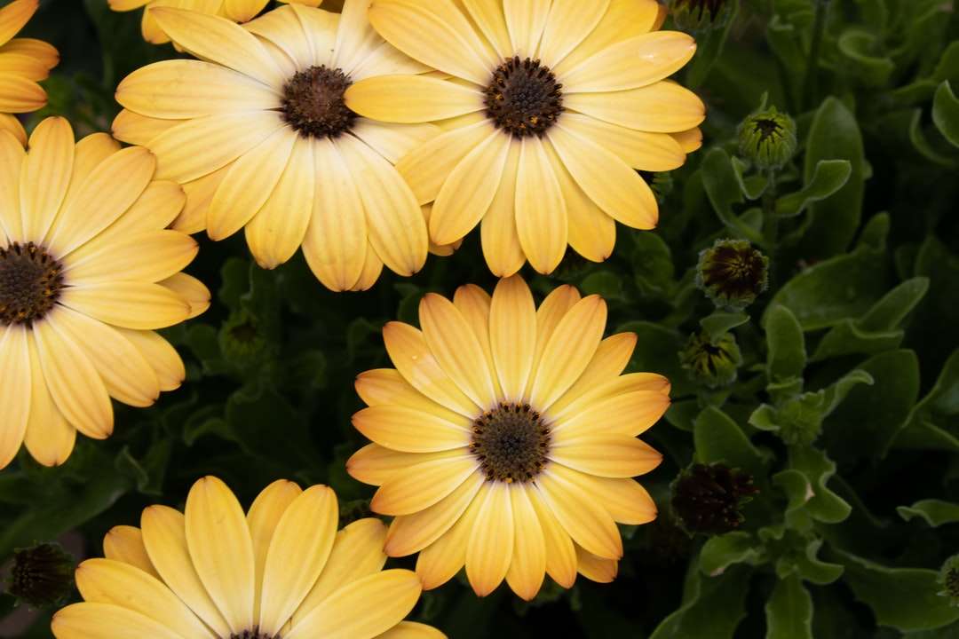 Gele bloemen met groene bladeren online puzzel