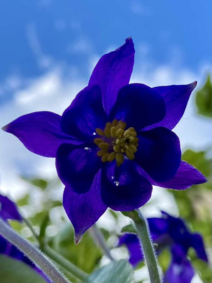 fleur bleue puzzle en ligne
